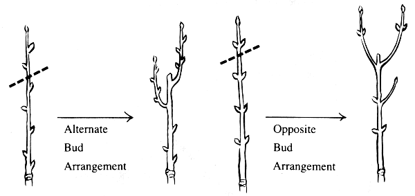 Pruning of plants with alternate and opposite bud arrangements.