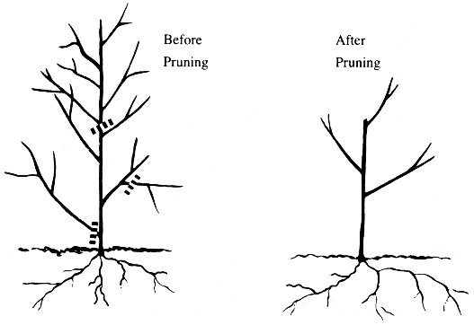 kuva 5. Karsiminen vähentää latvaa suhteessa juuristoon.