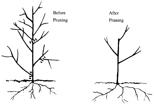 Making Pruning Cuts to Get the Results That You Want