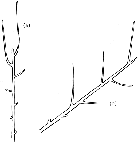 Figur 6. Beskärning stimulerar tillväxten närmast snittet i vertikala skott; längre