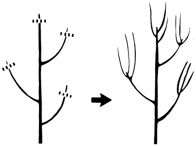 Figure 7. Heading removes a part of a shoot or limb.
