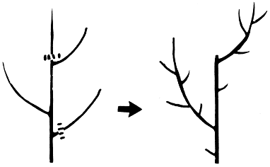 Figure 7a. Thinning removes the entire shoot or limb.
