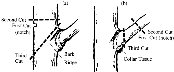 Figure 8. Types of thinning cuts: (a) drop crotching and (b) limb removal.
