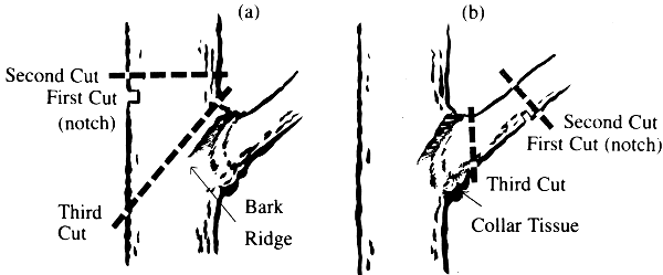 Drop crotching and limb removal cuts