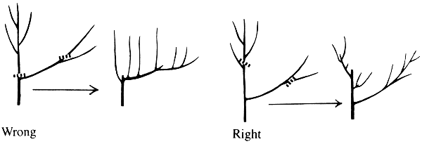 Wrong and right pruning methods. The wrong method results in mostly vertical and horizontal branches while the correct method results in a more natural looking branching