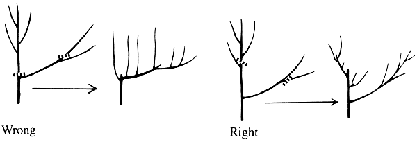 Basic Principles of Pruning Woody Plants | UGA Cooperative Extension