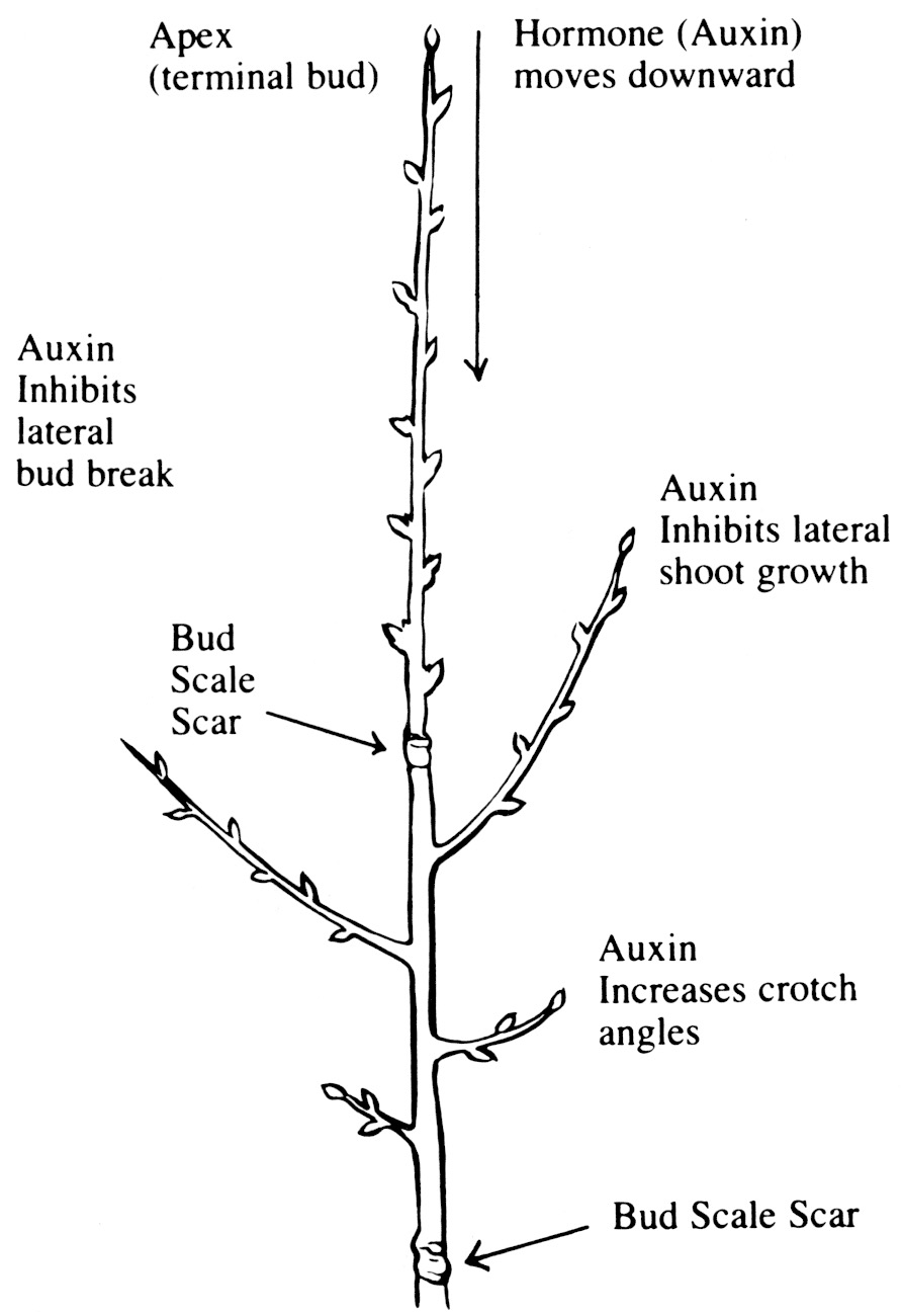 Shoot showing the effects of apical dominance. Bud scale scars are labeled. Auxin hormone moves down from the apex (terminal bud). Auxin inhibits lateral bud break and lateral shoot growth, and increases crotch angles.