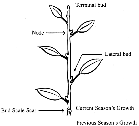 Seasonal plant growth. Bud scale scar marks the boundary with the previous season's growth. A lateral bud and a node are labeled, as is the terminal bud.