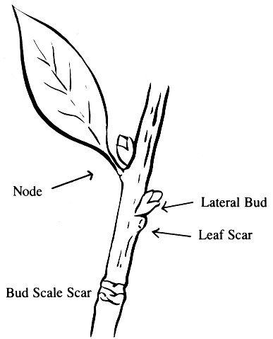 Close-up of a node with the lateral bud and leaf scar labeled, as well as the node itself and a bud scale scar down the stem.