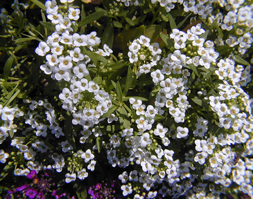 Alyssum flowers