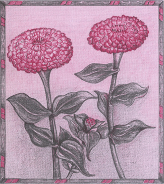 Pink chrysanthemums