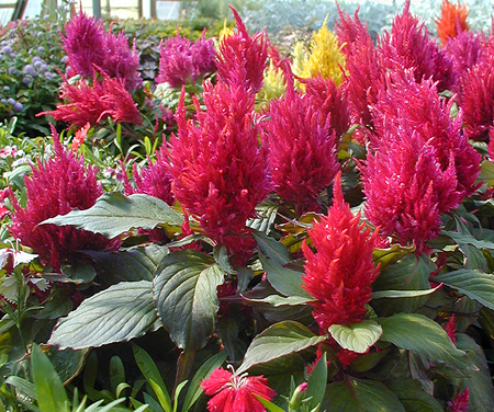 Celosia flowers