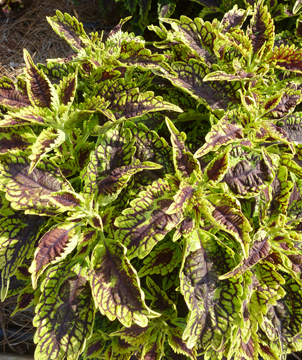 Coleus foliage