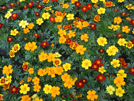 Marigold flowers