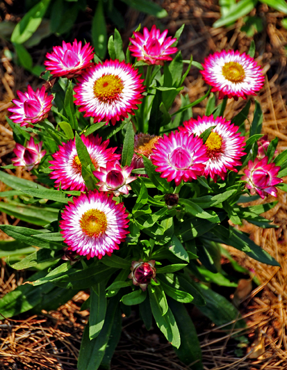 Strawflowers