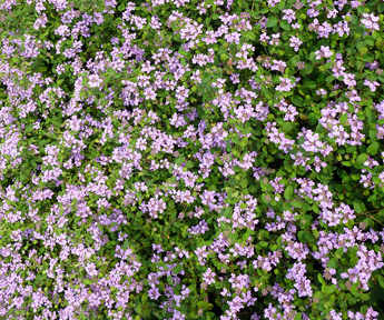 Verbena flowers