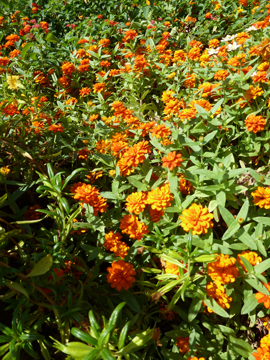 Zinnia flowers