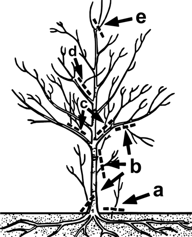 Dashed lines on tree branch drawing indicating where cuts should be made.