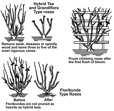 Remove weak, diseased, or spindly wood and leave 3-5 of the most vigorous canes for hybrid tea and grandiflora type roses. Floribunda type roses are not pruned as heavily as hybrid teas. Prune climbing roses after the first flush of bloom