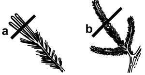 Lines on conifer branch drawing indicating where cuts should be made.