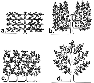 drawings of four espalier patterns