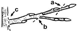 Dashed lines on tree branch drawing indicating where cuts should be made.