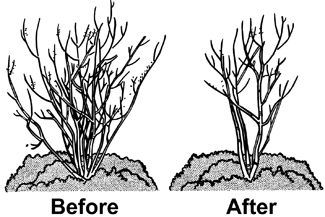 Comparison of before and after tree form pruning.