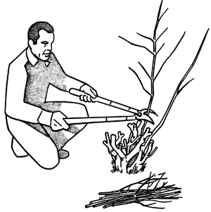 Man severely cuts branches of shrub 