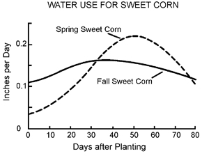 Water use by sweet corn in inches per day by days after planting. Spring sweet corn increases exponentially until about 50 days, then falls quickly. Fall sweet corn's water use increases until 30 days then decreases slowly