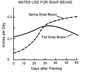 Water use by snap beans in inches per day by days after planting. Spring snap beans increase exponentially until 30 days after planting then continues to increase slowly. Fall snap beans increase slowly until about 30 days then decrease slowly