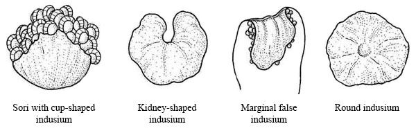 Illustrations showing cup-shaped, kidney-shaped, marginal false, and round indusia.