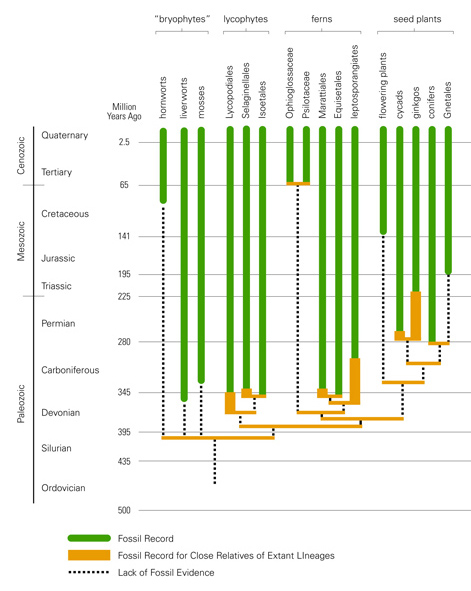 chart showing evolutionof plants and time periods based on fossils. The fern branch starts in the Paleozoic period, 350 million years ago.