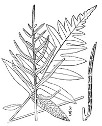 drawing of woodwardia areolata plant parts