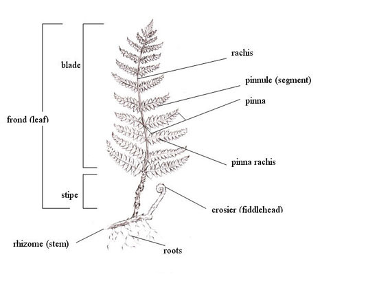 Drawing of ferm showing frond (leaf), which is made up of the blade and stipe, rhizome (stem), roots, and crosier. The blade is made up of the rachis, pinnule (segment), pinna, and pinna rachis.