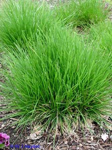 Native Plants for Georgia Part IV: Grasses and Sedges | UGA Cooperative ...