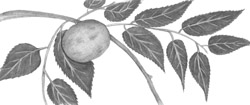 black walnut
