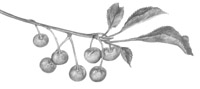 cherry
