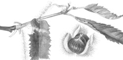 chestnut