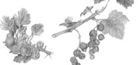 Currant