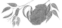Elderberry
