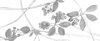 juneberry