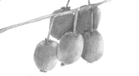 kiwi