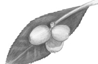 loquat