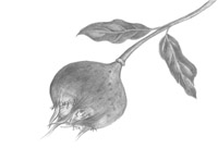 medlar