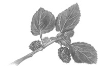 mulberry