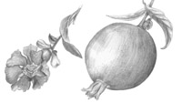pomegranate