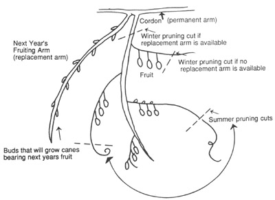 Kiwifruit arms should be pruned in winter and summer. The place to prune depends on whether the next year's replacement arm is available.