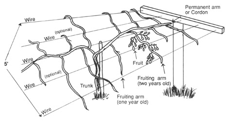 Trellis for growing kiwi. The bar is T-shaped and has wires coming off it to support the kiwi branches.