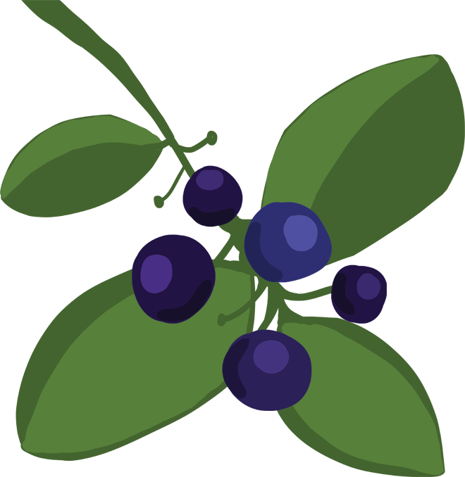 Juneberries are approximately pea-sized fruits that turn purplish-black when ripe