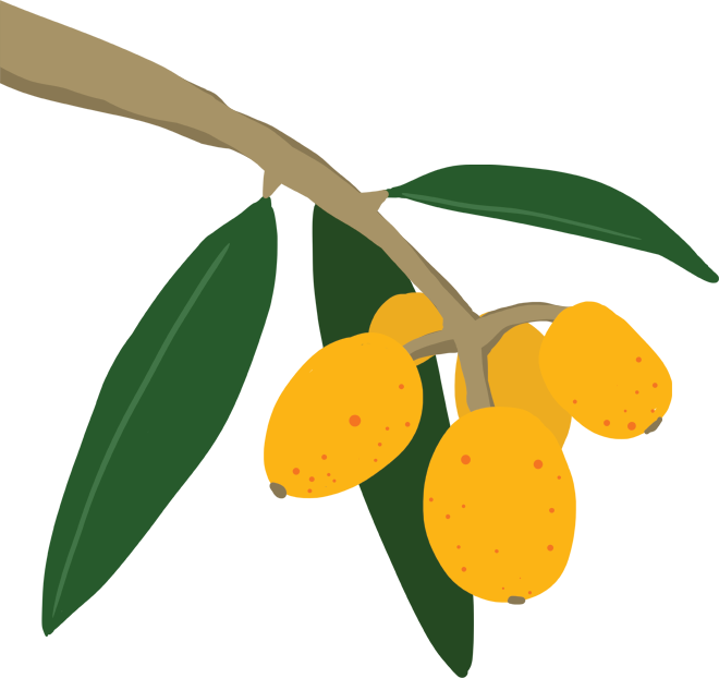 Loquats